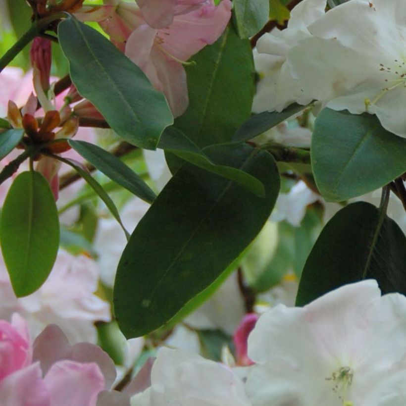 Rhododendron loderi King George (Foliage)