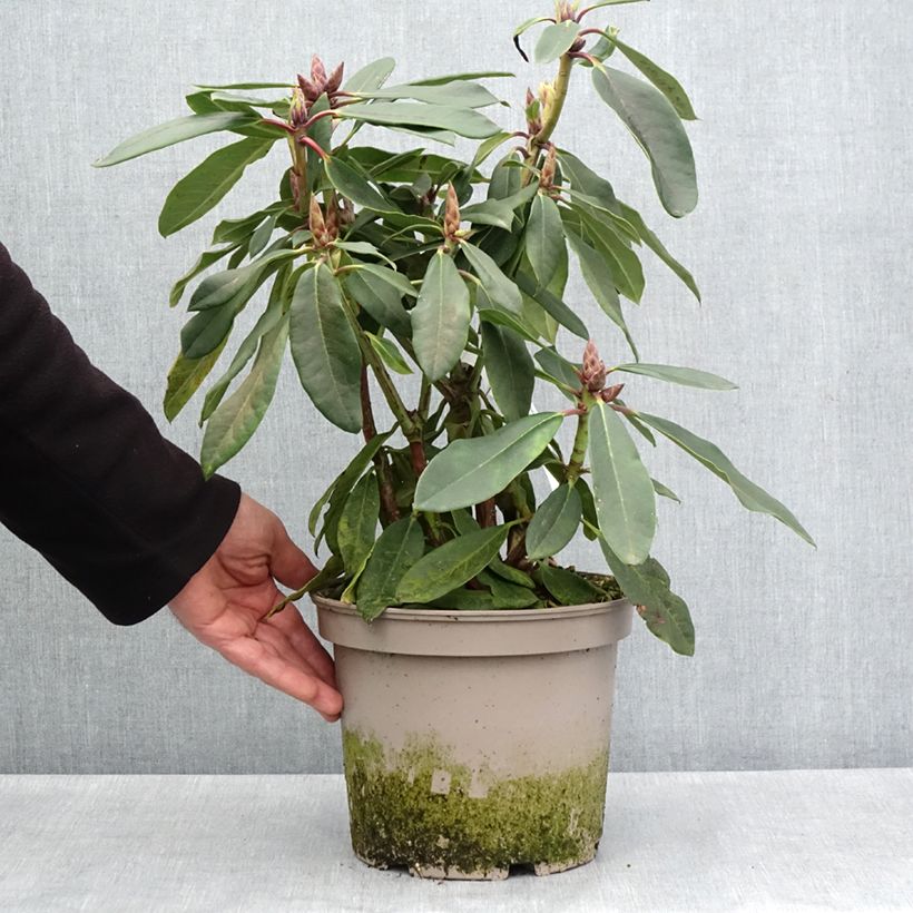 Rhododendron loderi King George Pot de 4L/5L sample as delivered in spring