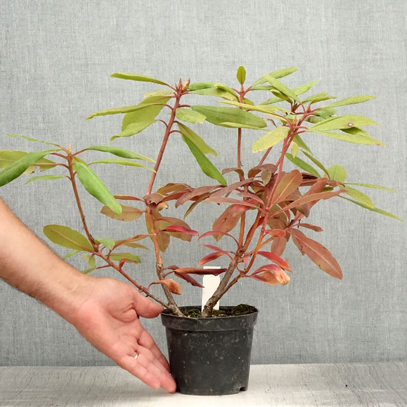 Rhododendron Monsieur Marcel Ménard 12cm pot sample as delivered in summer