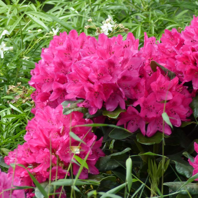 Rhododendron Marie Forte (Flowering)