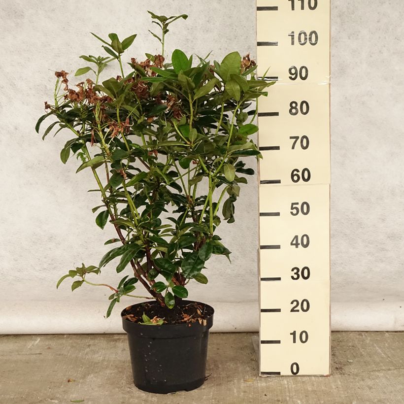 Rhododendron Mrs T.H. Lowinsky 7.5L/10L pot sample as delivered in summer