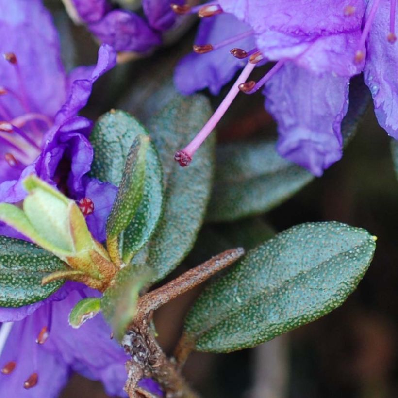 Rhododendron impeditum Azurika (Foliage)