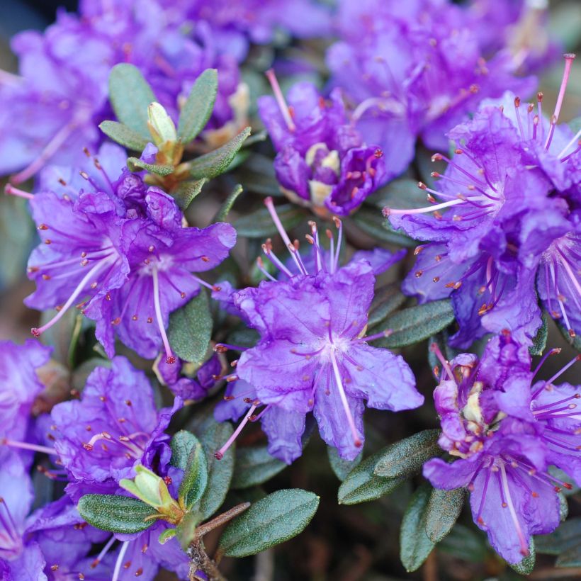 Rhododendron impeditum Azurika (Flowering)