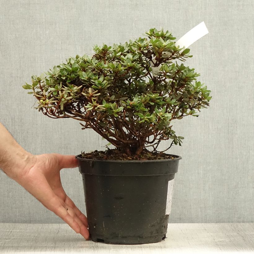 Rhododendron impeditum Azurika 3L/4L pot sample as delivered in summer