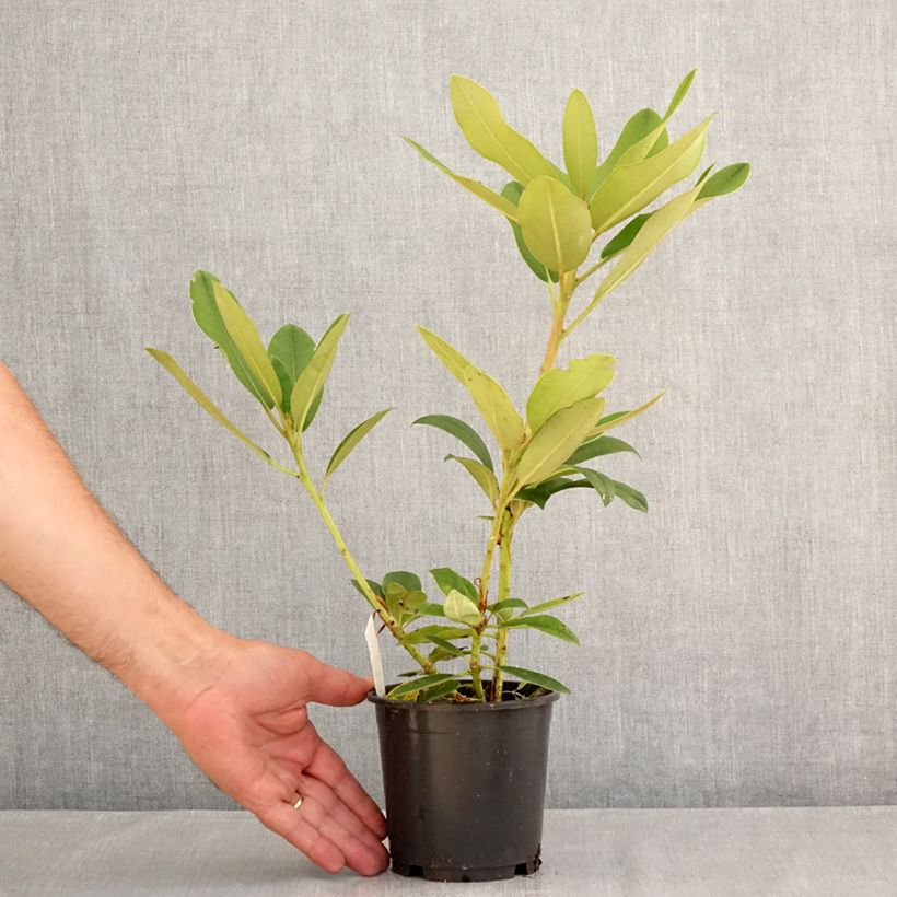 Rhododendron yakushimanum Percy Wiseman 12cm pot sample as delivered in summer