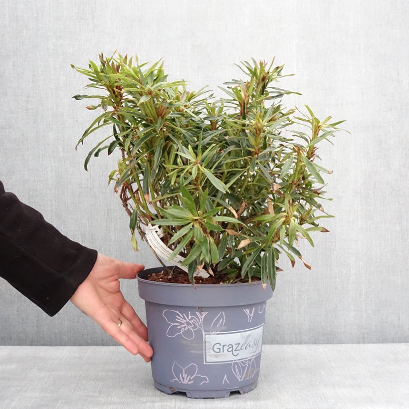 Rhododendron Grazeasy Dark Pink  4L/5L pot sample as delivered in winter