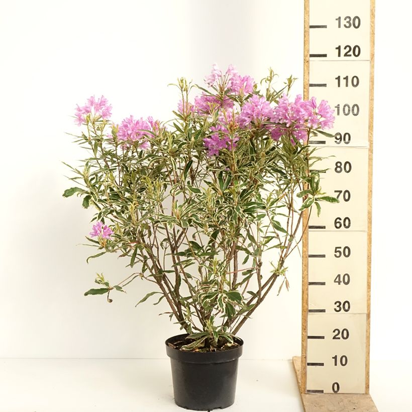 Rhododendron ponticum Variegatum 7.5L/10L pot sample as delivered in spring