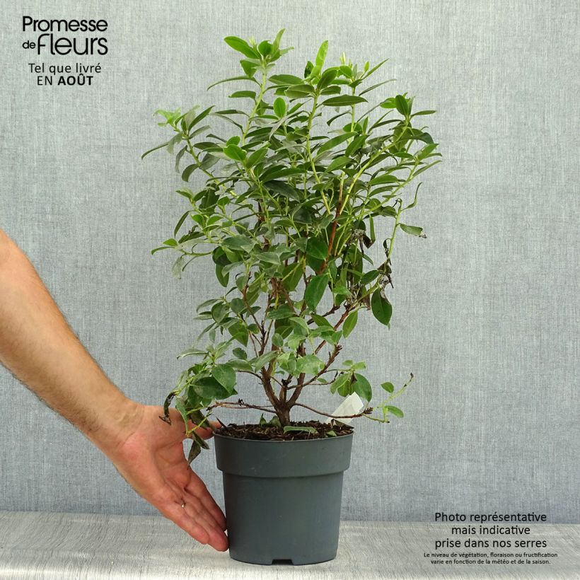 Rhododendron dauricum Praecox 2L/3L pot sample as delivered in summer