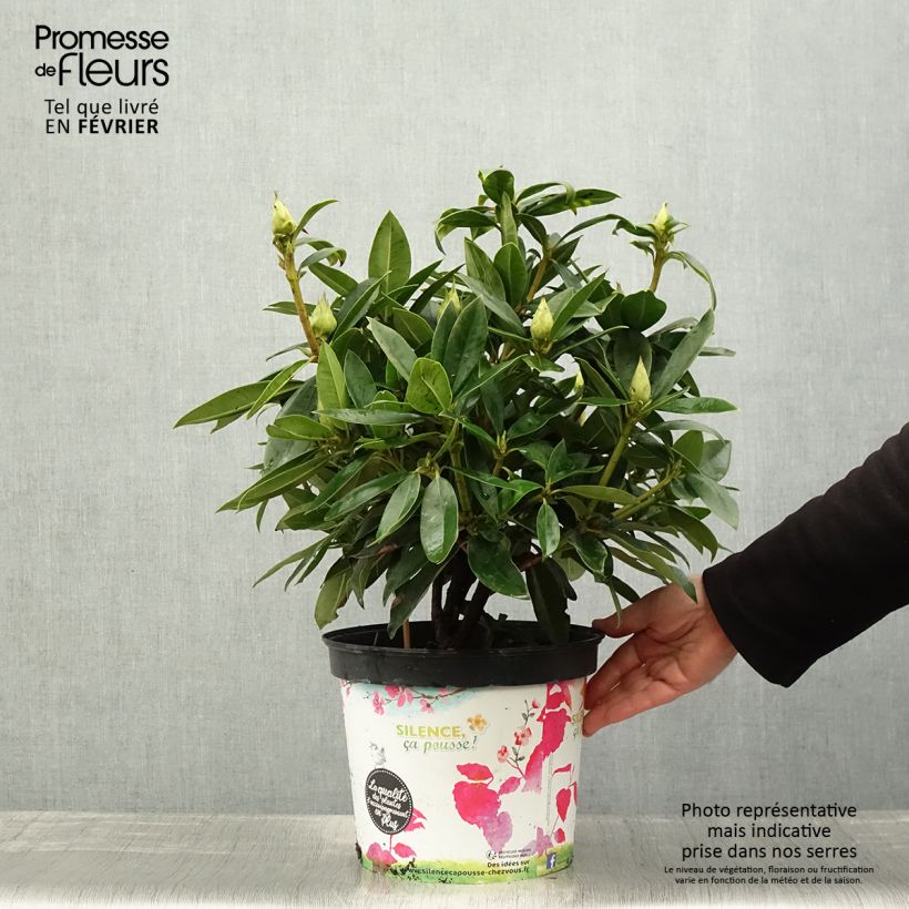 Rhododendron Red Eye 4L/5L pot sample as delivered in winter