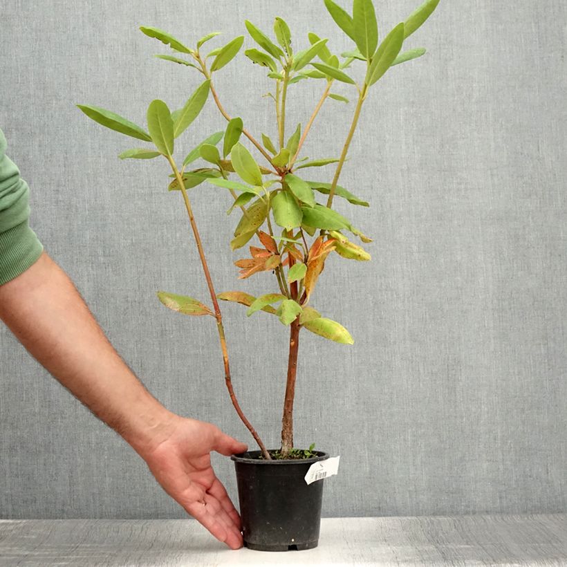 Rhododendron catawbiense Roseum Elegans 12cm pot sample as delivered in summer