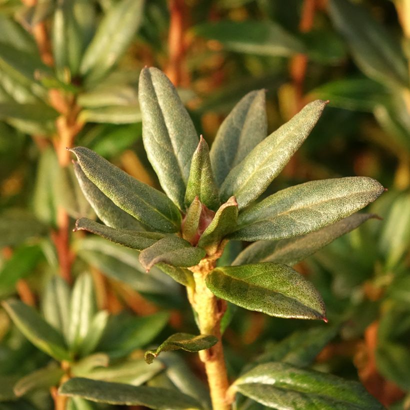 Rhododendron russatum Lauretta (Foliage)