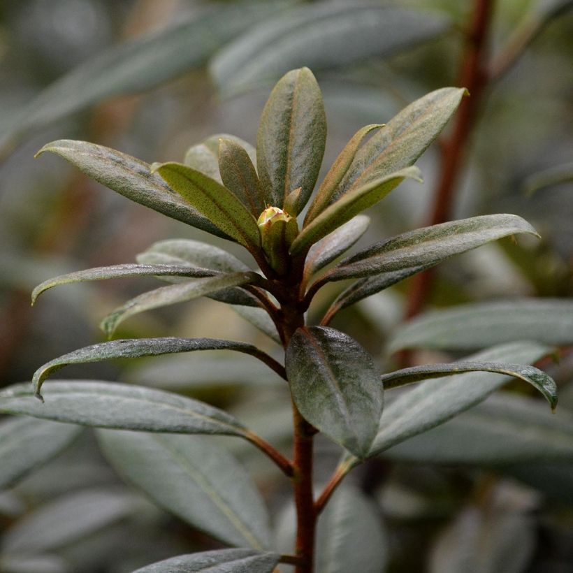 Rhododendron Saffron Queen (Foliage)