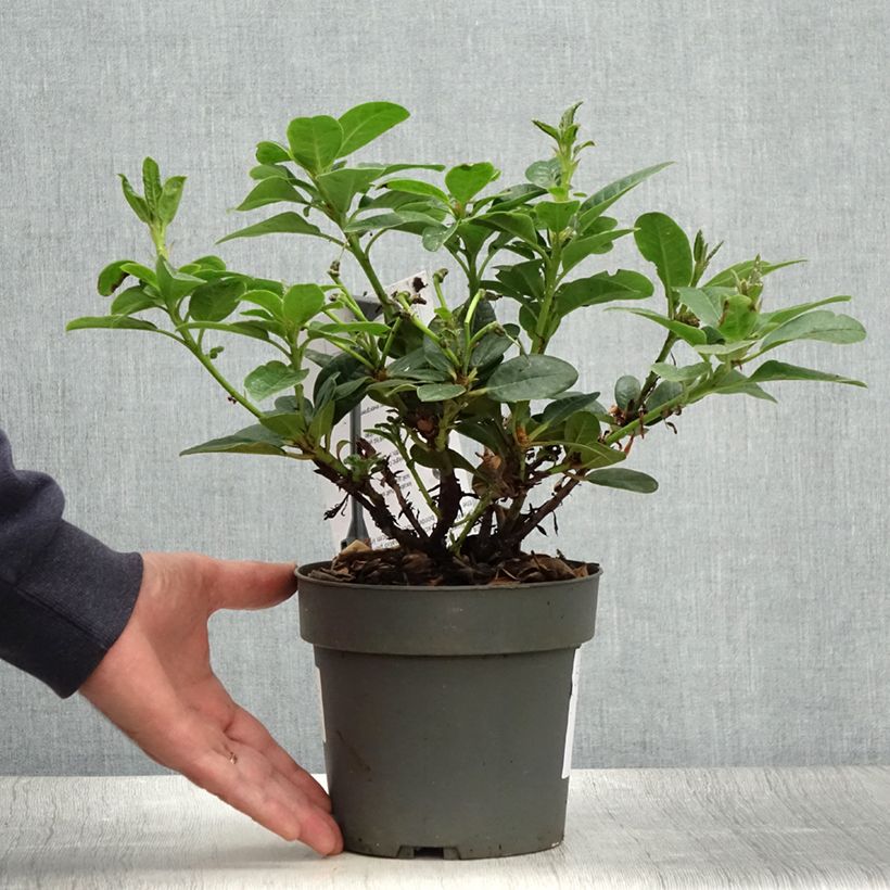 Rhododendron Scarlet Wonder 2L/3L pot sample as delivered in summer
