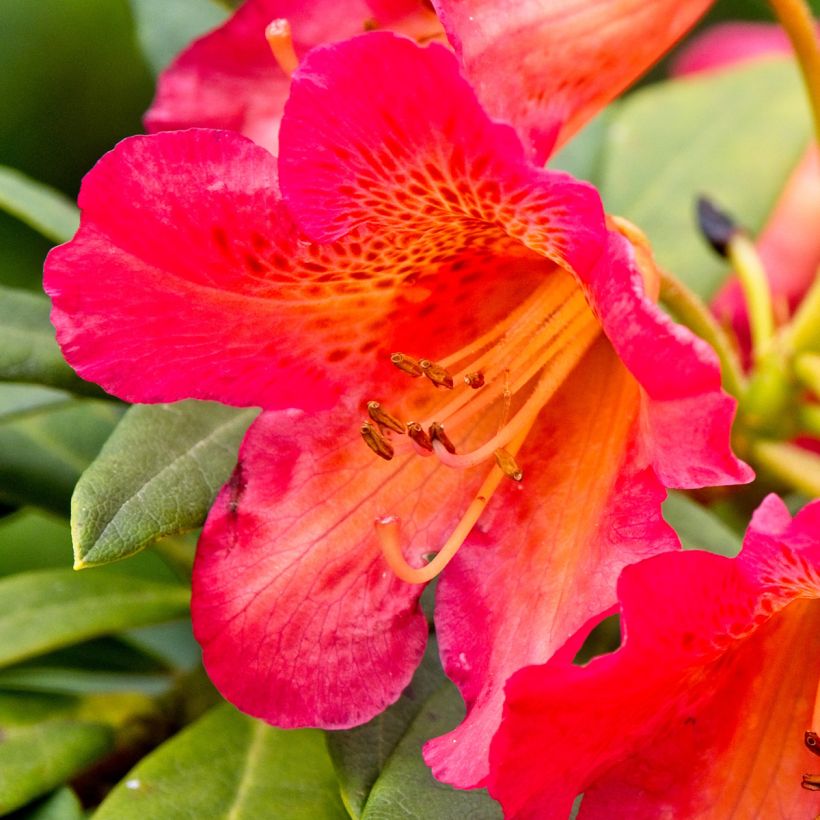 Rhododendron Scyphocalyx (Flowering)