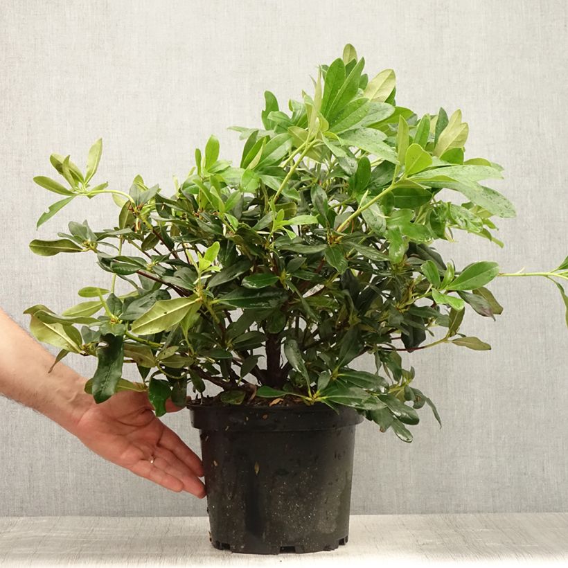 Rhododendron Scyphocalyx 6L/7L pot sample as delivered in summer
