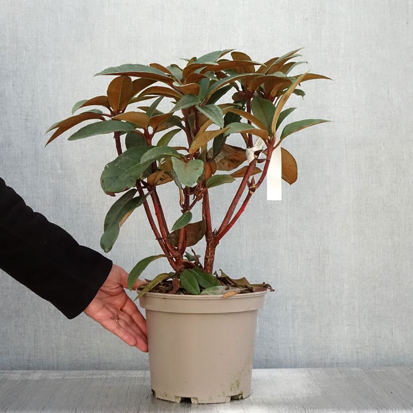 Rhododendron Sir Charles Lemon 4L/5L pot sample as delivered in autumn