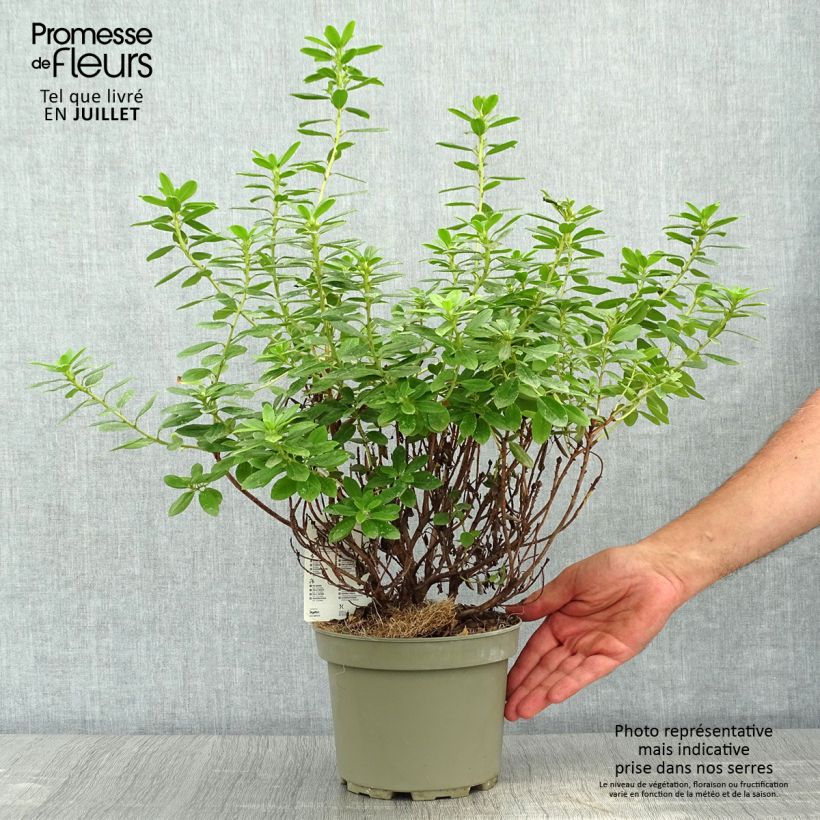 Rhododendron Snipe 2L/3L pot sample as delivered in summer