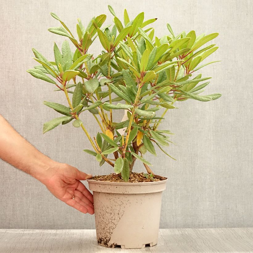 Rhododendron Tortoiseshell Orange 4L/5L pot sample as delivered in summer