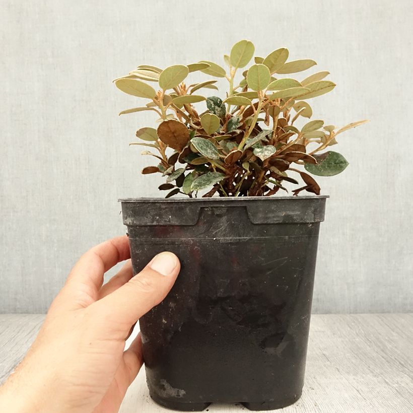 Rhododendron tsariense 3L/4L pot sample as delivered in summer