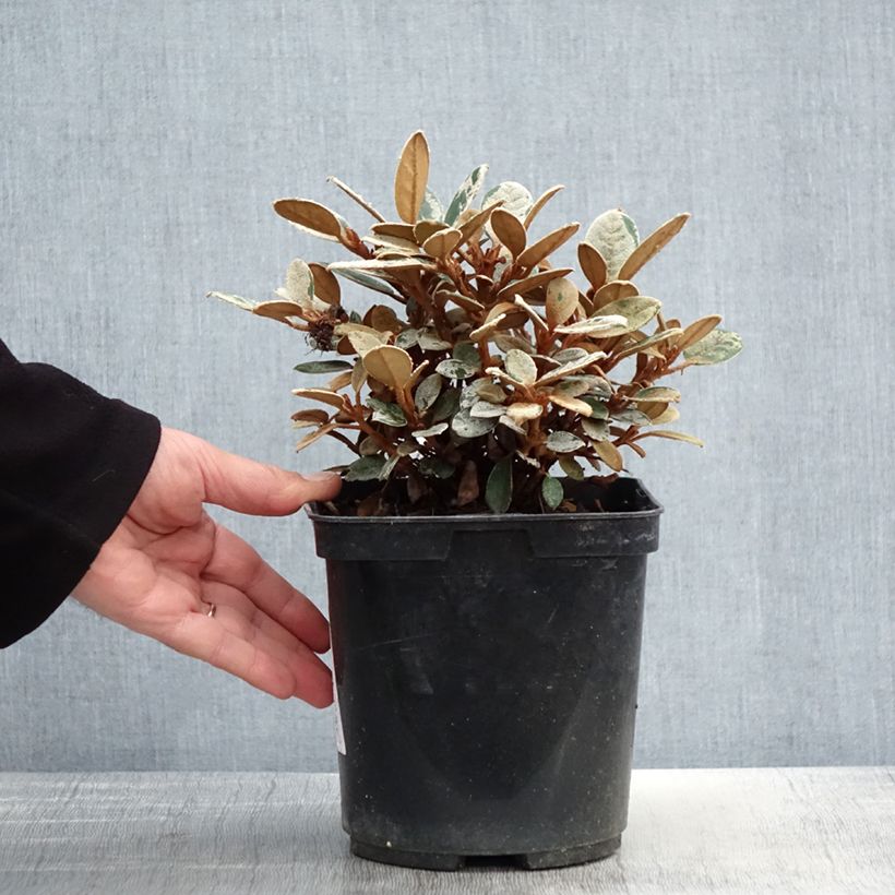 Rhododendron tsariense sample as delivered in spring