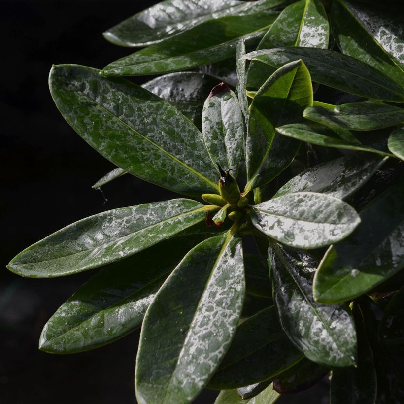 Rhododendron Unique Marmalade (Foliage)