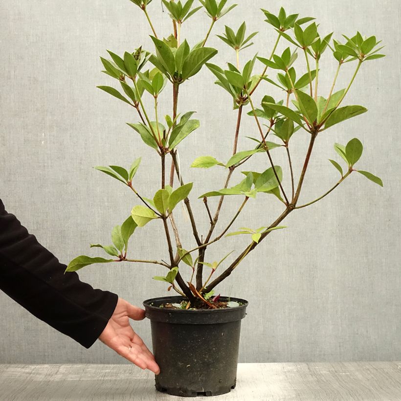 Rhododendron vireya Oogappel - Tropical Rhododendron 3L/4L pot sample as delivered in autumn