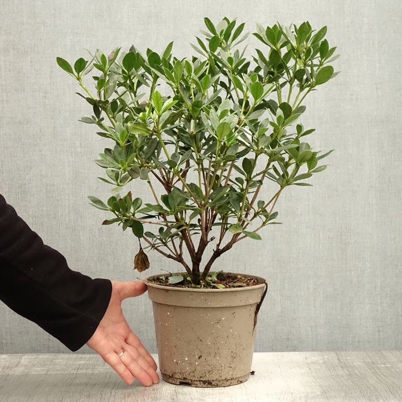 Rhododendron vireya Saxon blush - Tropical Rhododendron 3L/4L pot sample as delivered in autumn