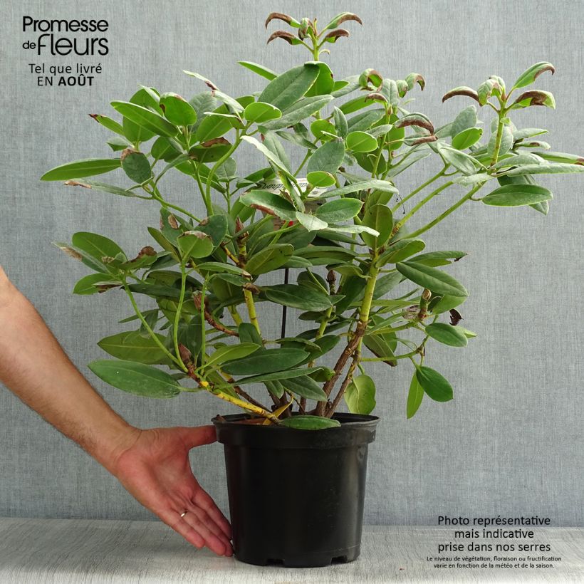 Rhododendron Virginia Richards 4L/5L pot sample as delivered in summer