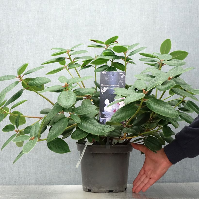 Rhododendron Gartendirektor Rieger 4L/5L pot sample as delivered in summer