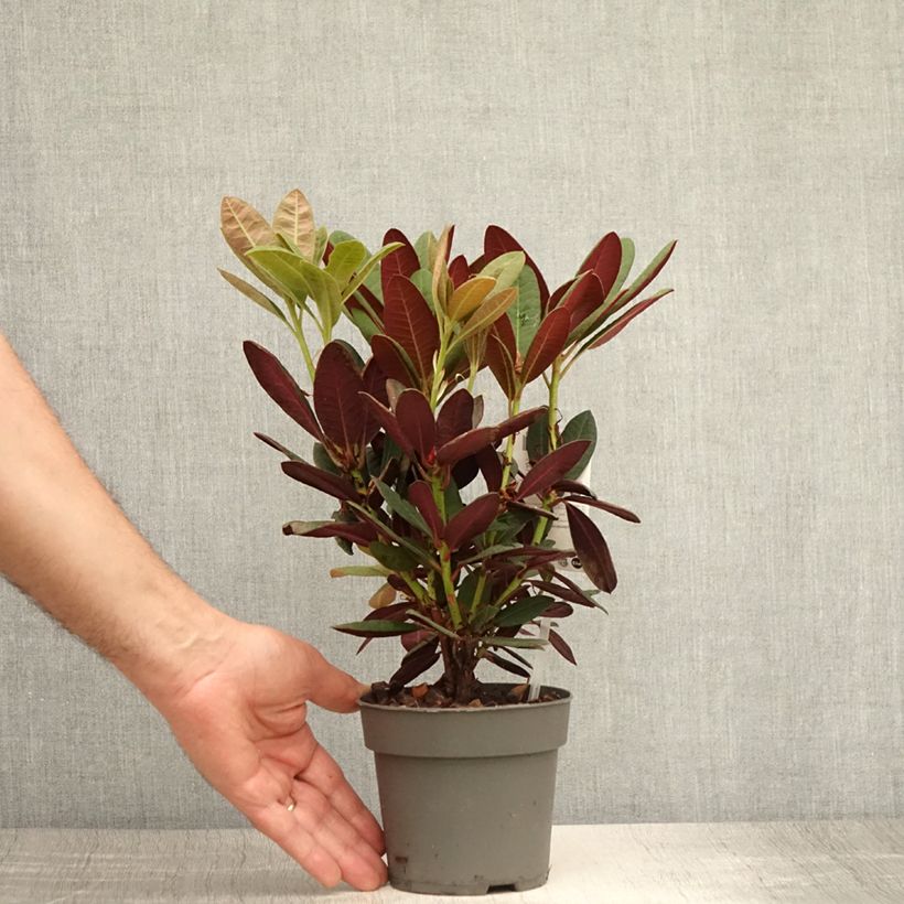 Rhododendron Wine & Roses 12cm pot sample as delivered in summer