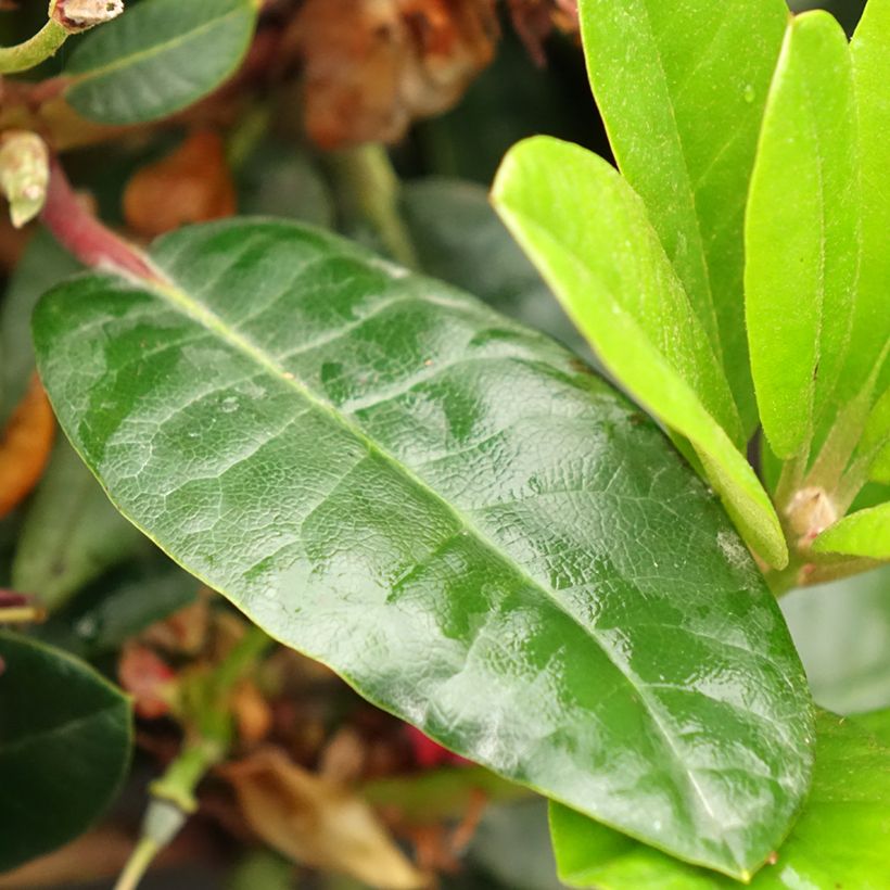 Rhododendron Lisetta (Foliage)