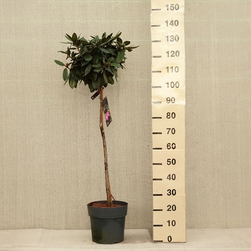 Rhododendron Anuschka 7.5L/10L pot sample as delivered in autumn