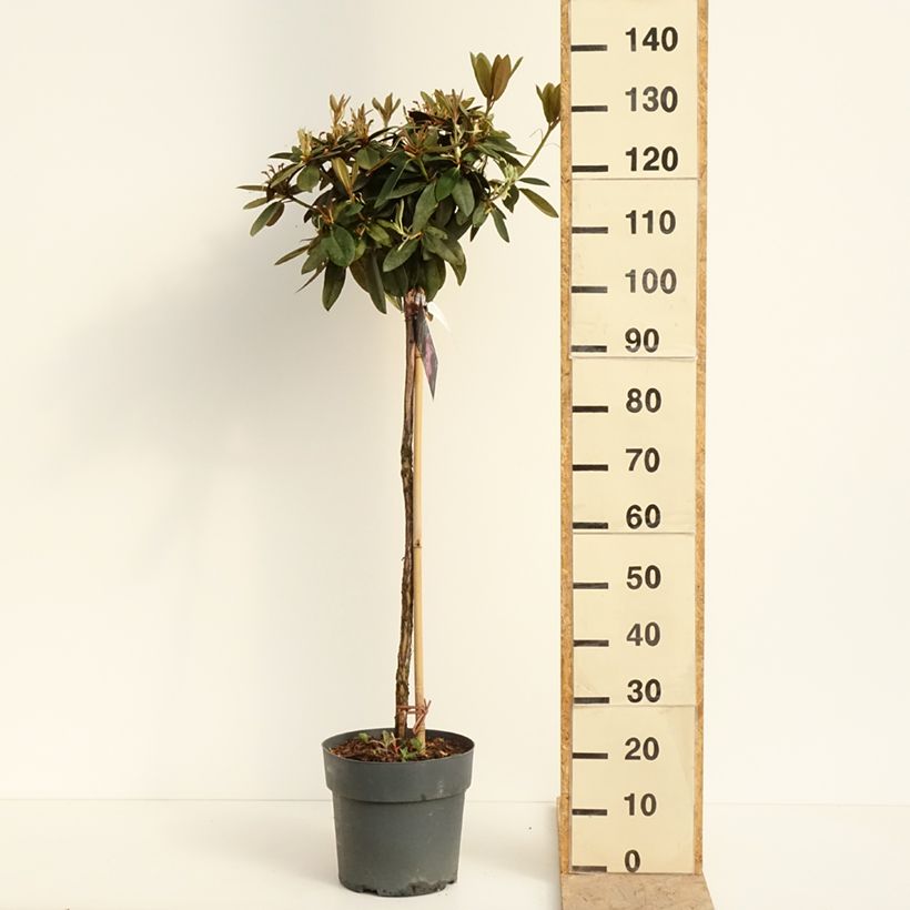 Rhododendron Anuschka 7.5L/10L pot sample as delivered in spring