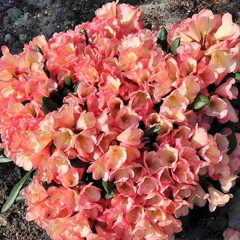 Rhododendron yakushimanum Barbarella (Plant habit)