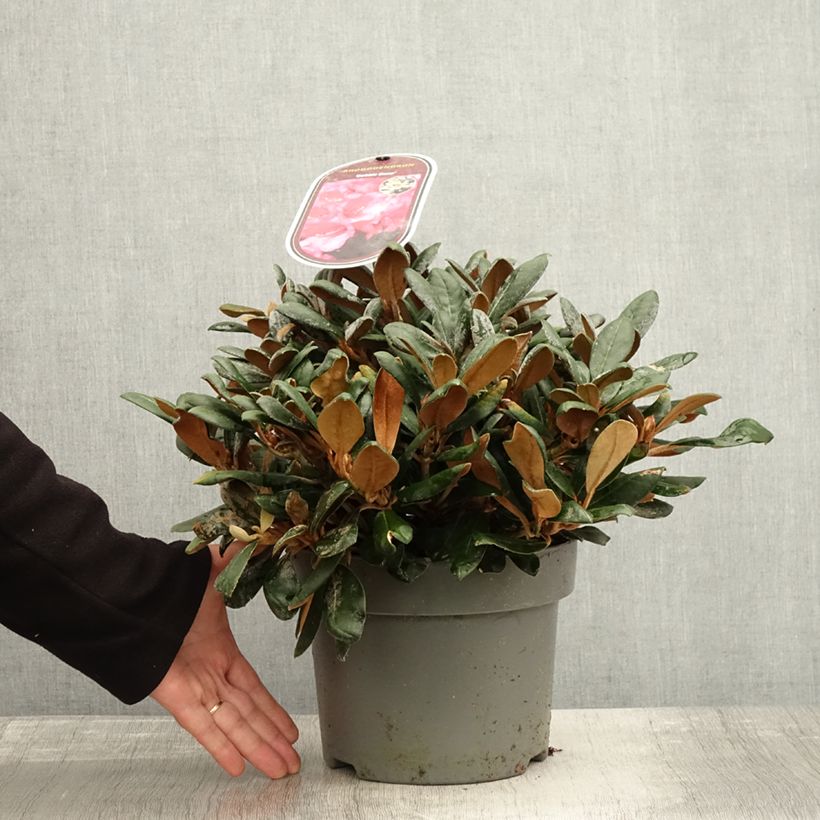 Rhododendron Debbie Dane - Yakushimanum rhododendron 4L/5L pot sample as delivered in autumn