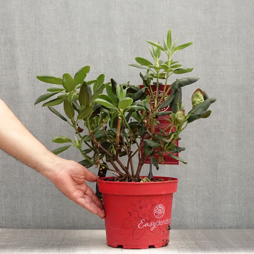 Rhododendron yakushimanum Easydendron Bohlkens Laura 4L/5L pot sample as delivered in summer