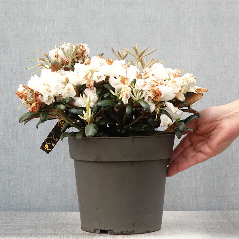 Rhododendron yakushimanum Koichiro Wada 6L/7L pot sample as delivered in summer