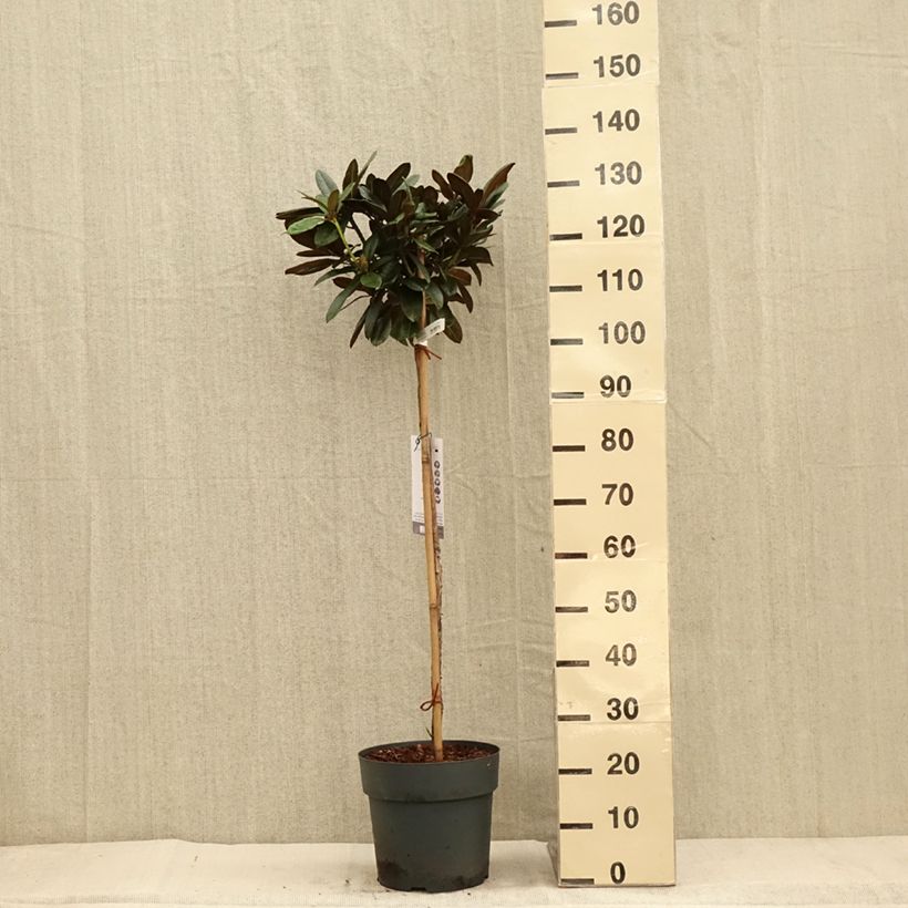 Rhododendron Morgenrot 7.5L/10L pot sample as delivered in autumn