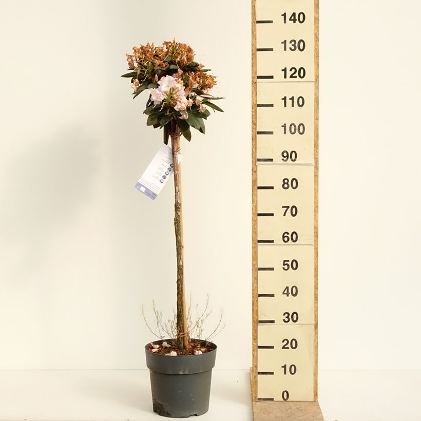 Rhododendron yakushimanum Polaris 7.5L/10L pot sample as delivered in spring