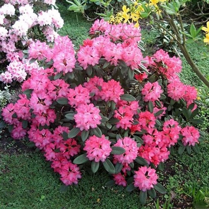 Rhododendron yakushimanum Sneezy (Plant habit)