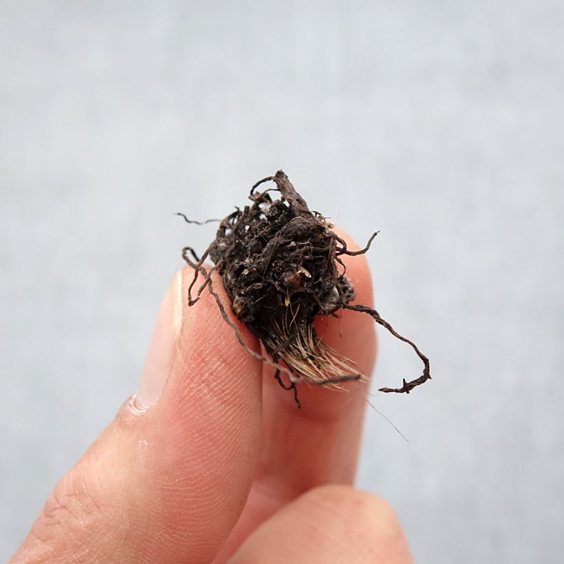 Rhodohypoxis White Princess Bulb size I sample as delivered in spring