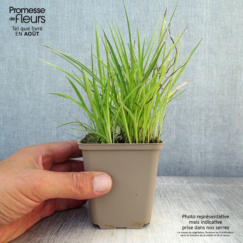 Rhodohypoxis Fairy Kisses 8/9 cm pot sample as delivered in summer