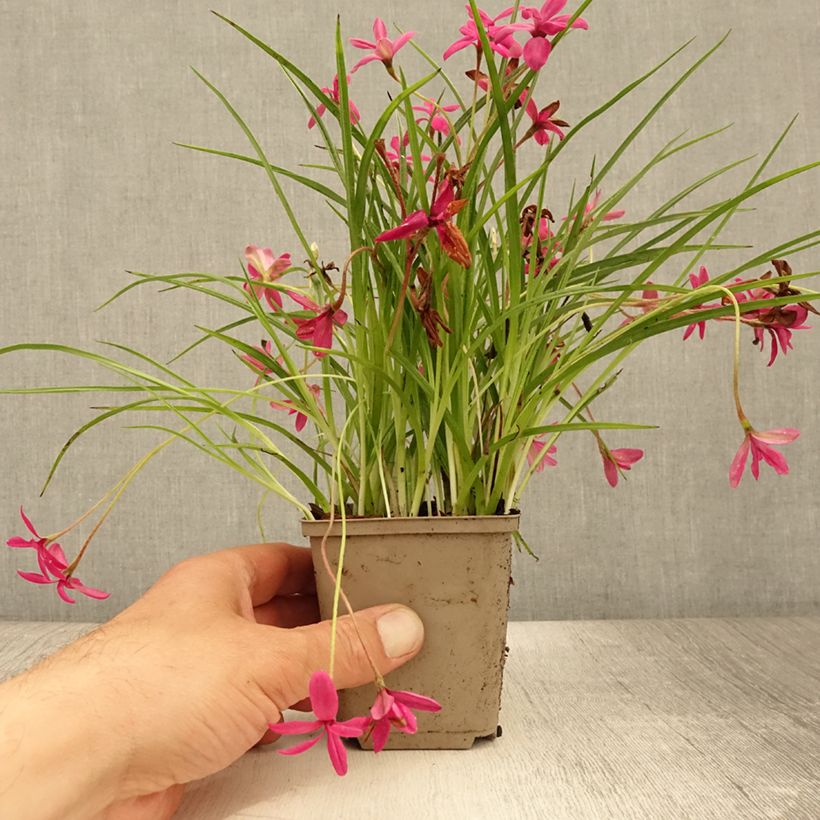 Rhodohypoxis Beverly 8/9 cm pot sample as delivered in summer
