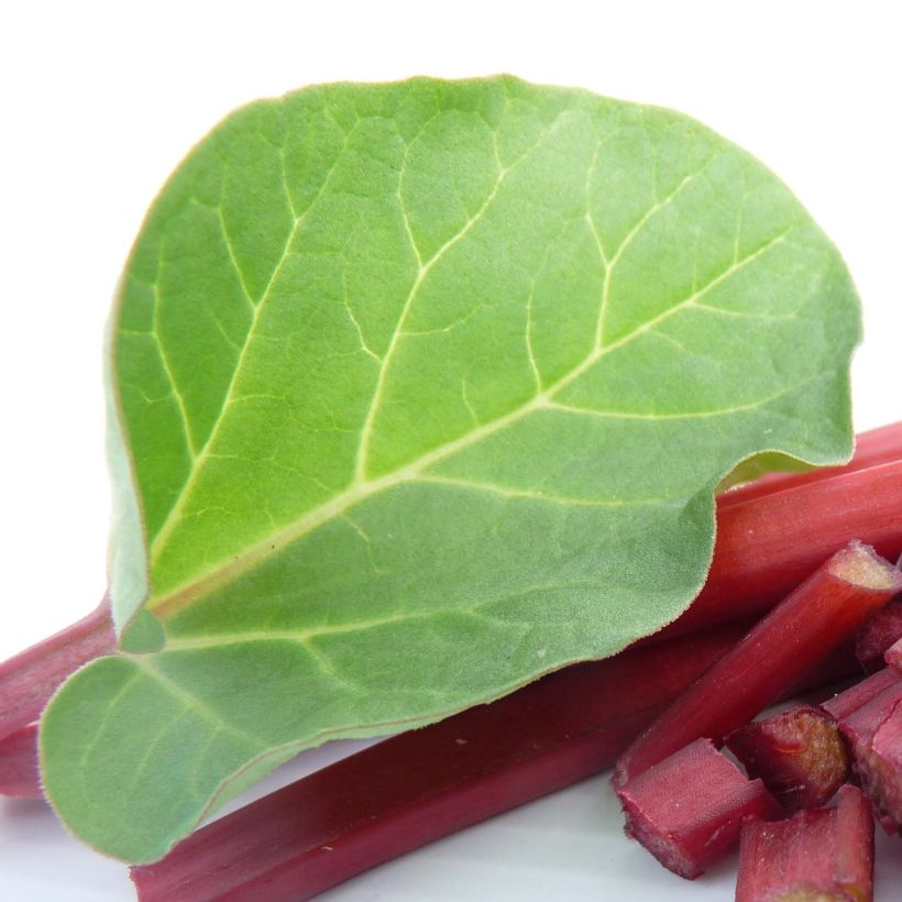 Canada Red Rhubarb (Foliage)