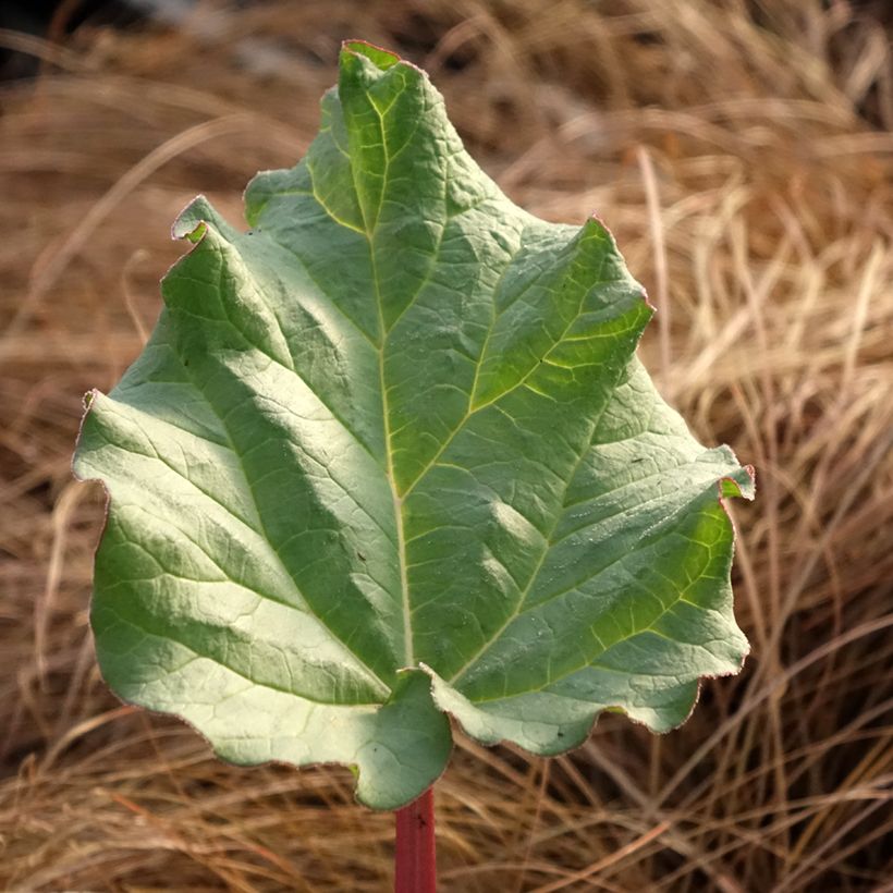 Rheum hybridum Victoria - Rhubarb (Foliage)