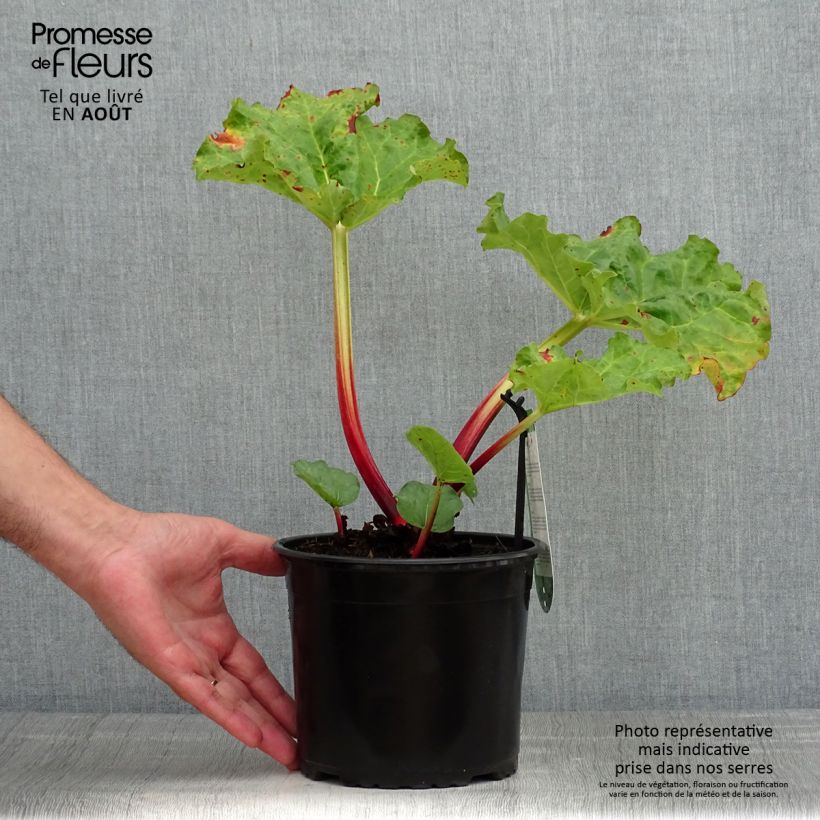 Frambozen Rood Rhubarb 2L/3L pot sample as delivered in summer