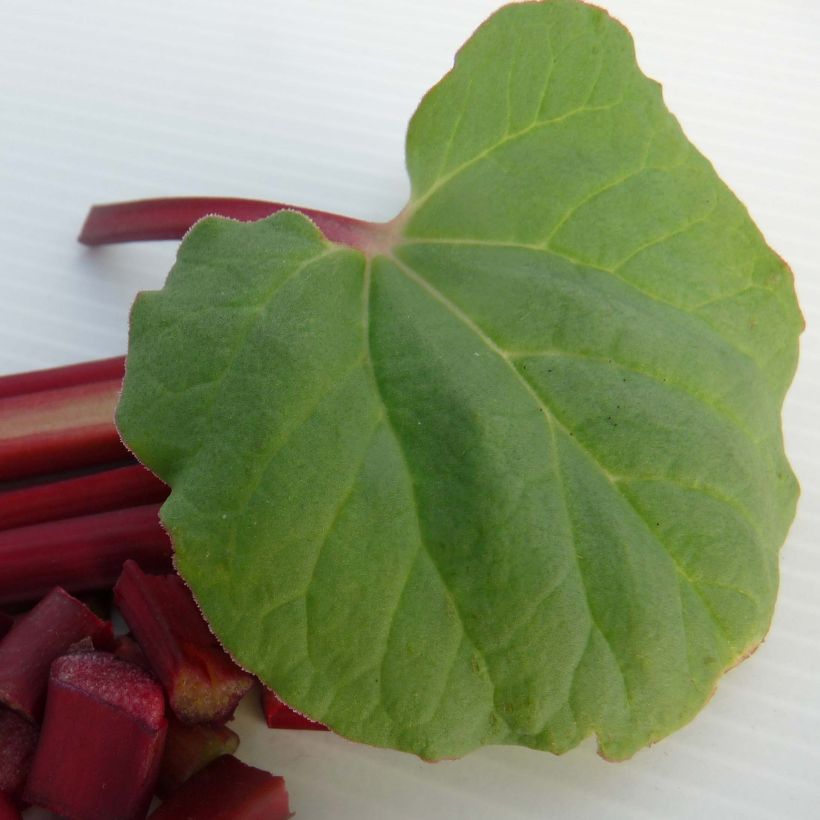 Fulton's Strawberry Surprise Rhubarb (Foliage)