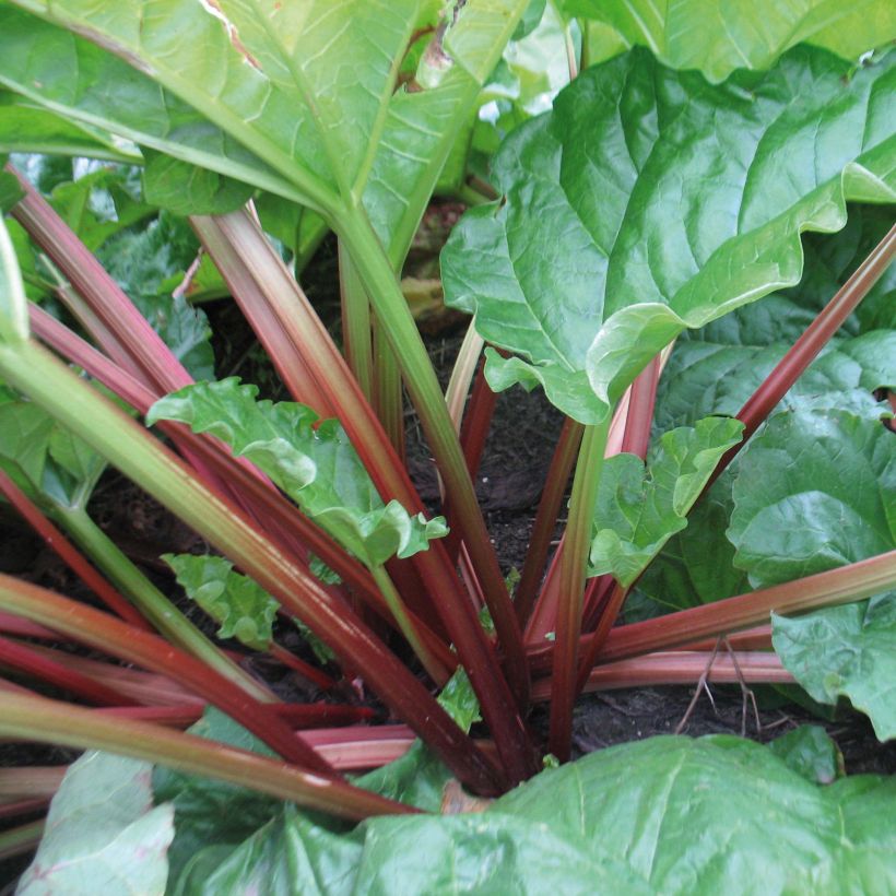 Raspberry Red Rhubarb (Foliage)