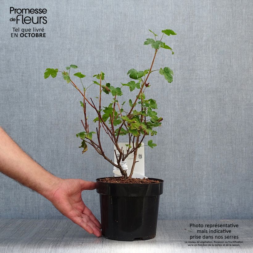 Ribes gordonianum - Gordon's Currant 3L/4L pot sample as delivered in autumn