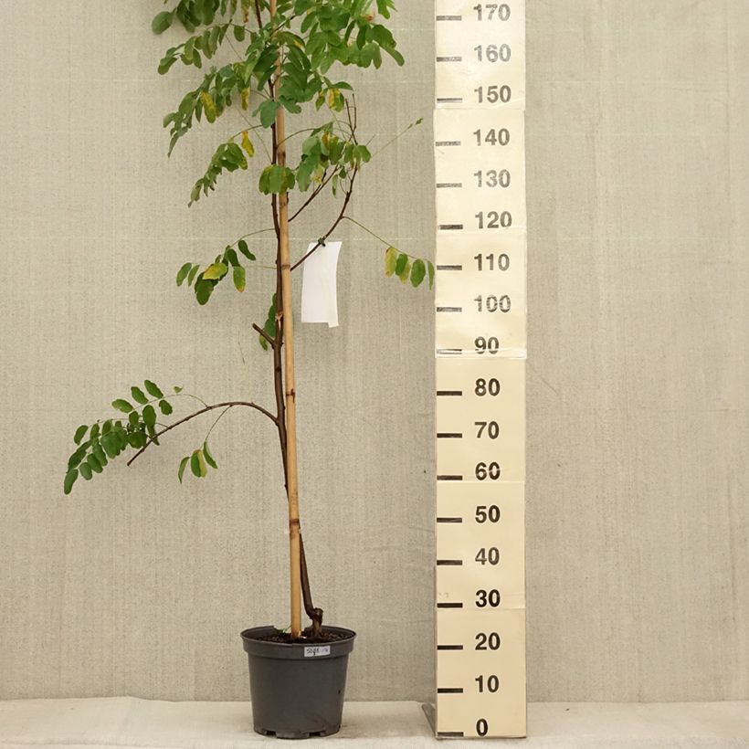 Robinia margaretta Georgia da Torino - Pink Locust 7.5L/10L pot sample as delivered in autumn